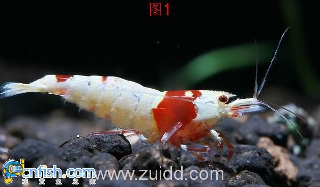 图1: 图中公虾约1.3cm,还于发育阶段,但其虾须已透露了它的性别。